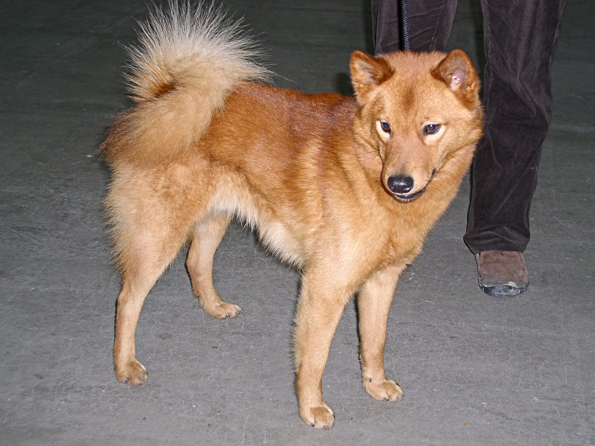A Finnish Spitz