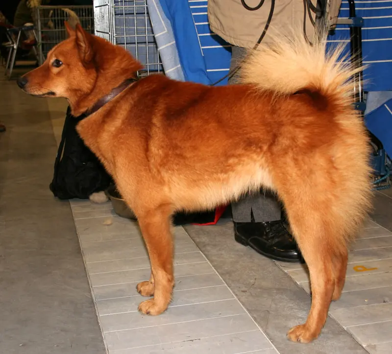 Finnish Spitz, photo 5