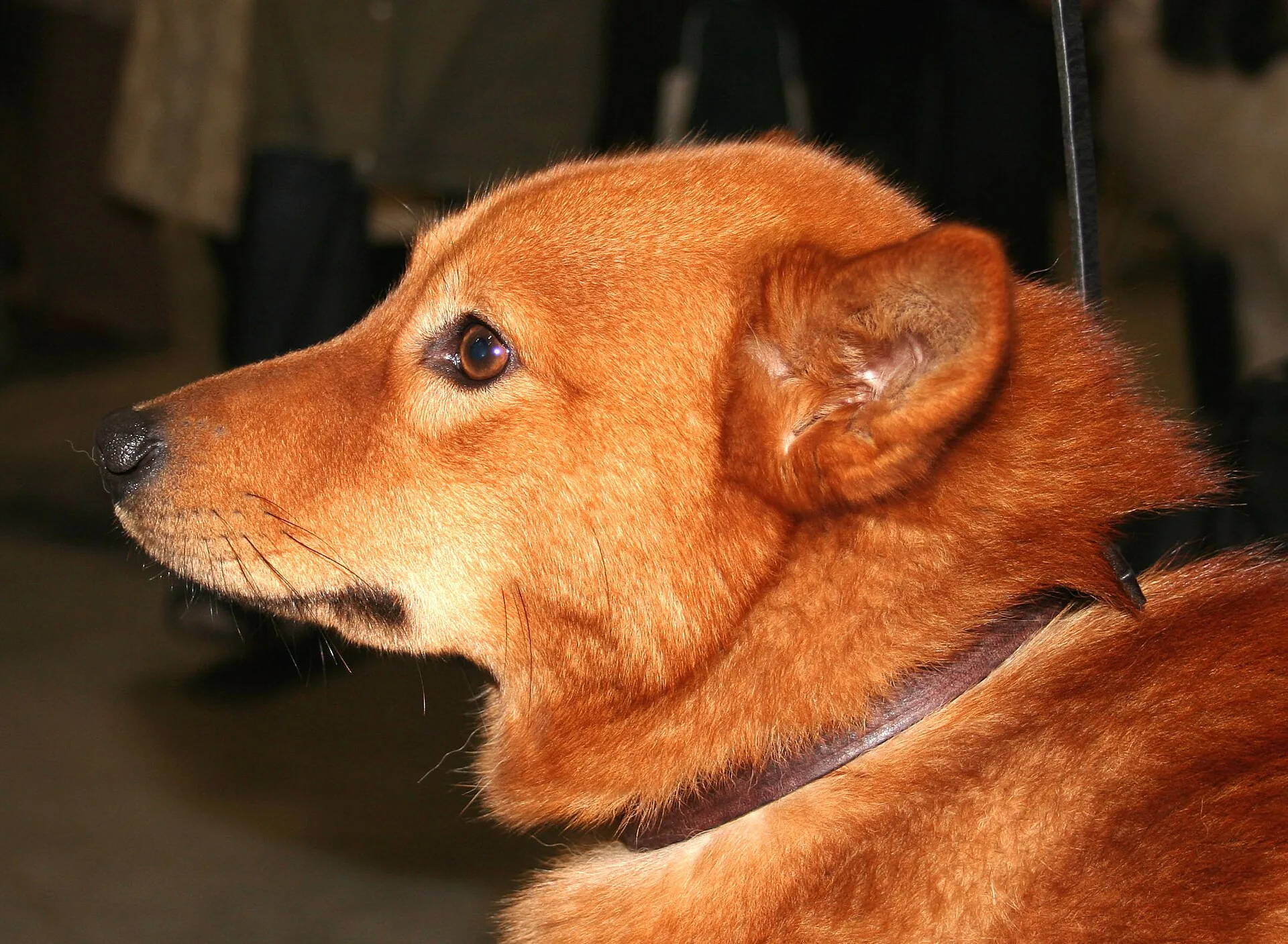 A Finnish Spitz