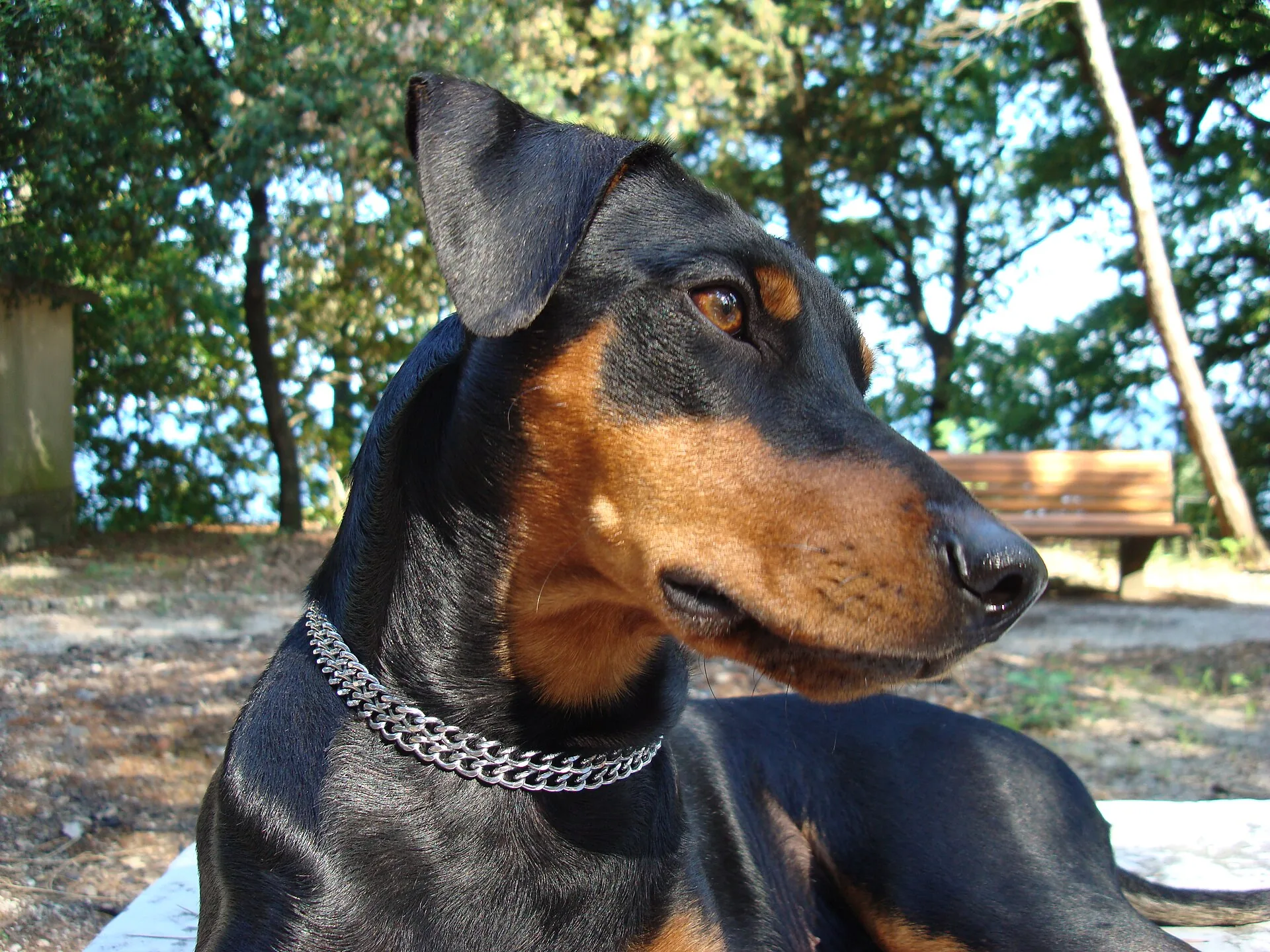 A German Pinscher