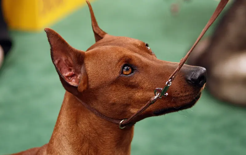 German Pinscher, photo 5