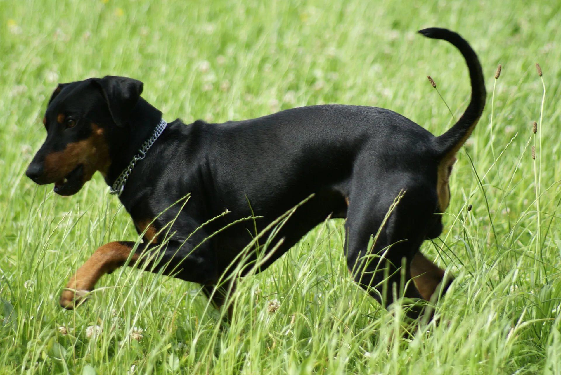 A German Pinscher