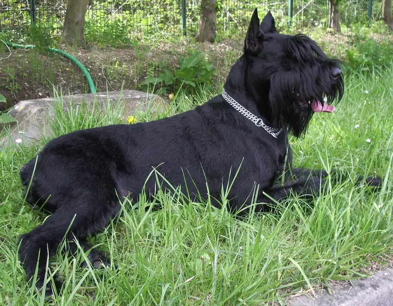 A Giant Schnauzer