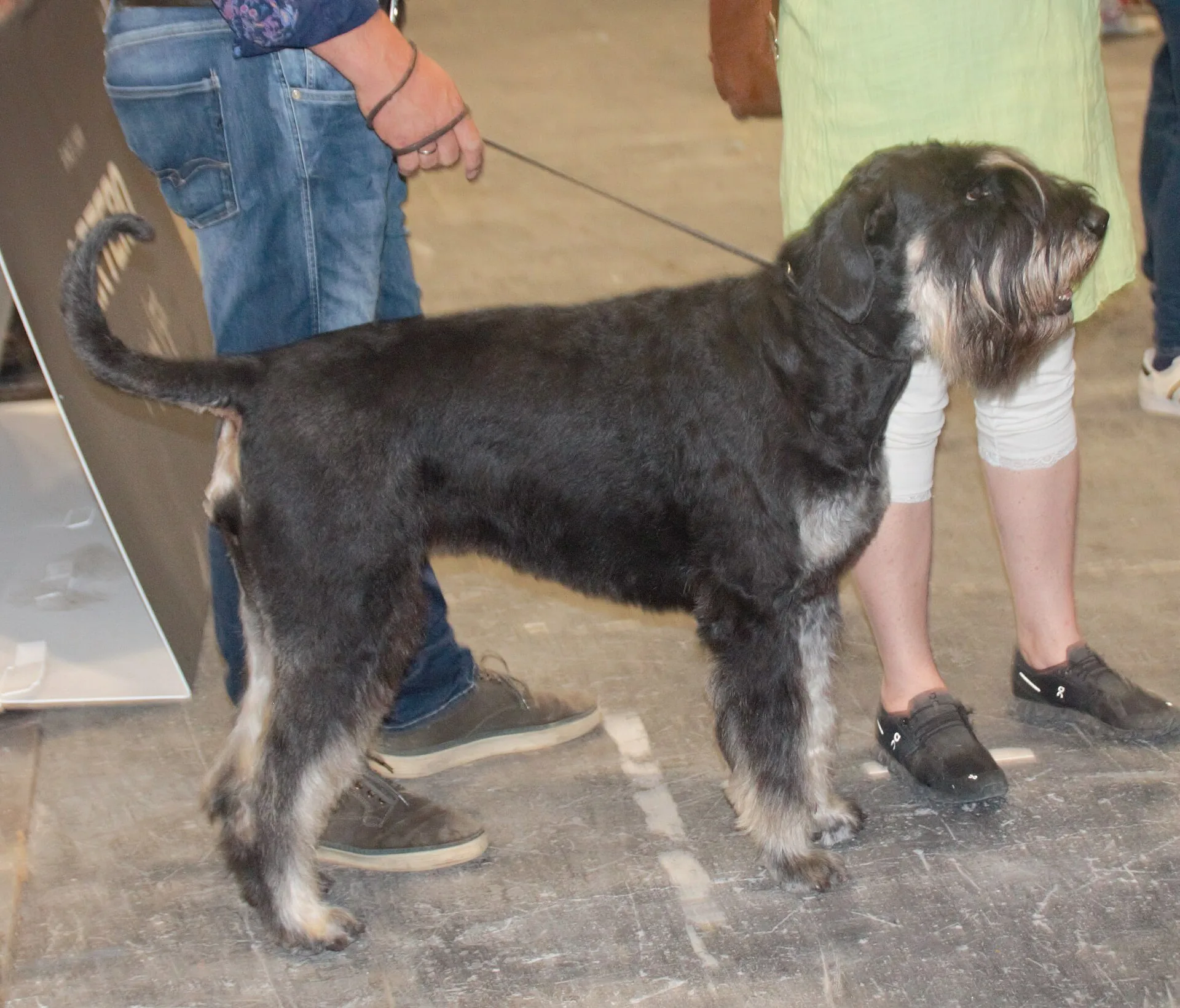 A Giant Schnauzer