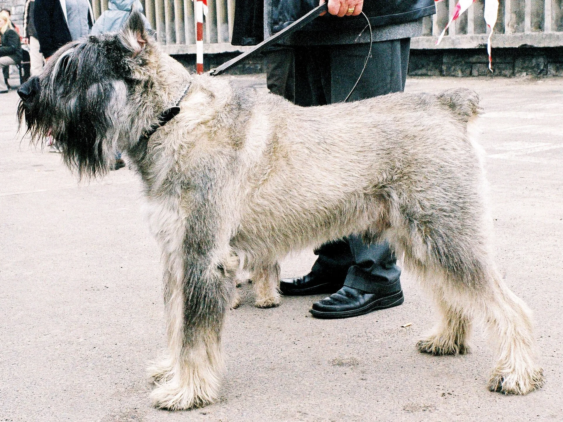 A Giant Schnauzer