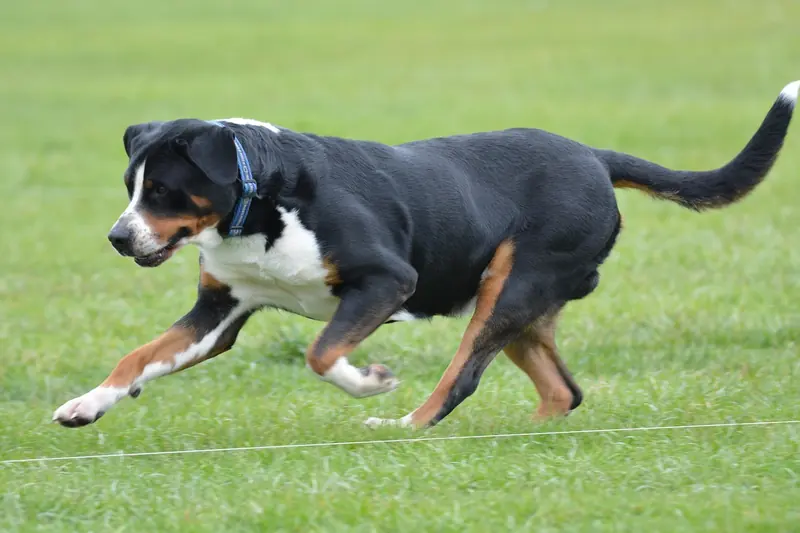 Greater Swiss Mountain Dog, photo 3