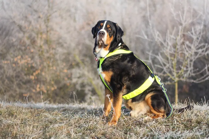Greater Swiss Mountain Dog, photo 4