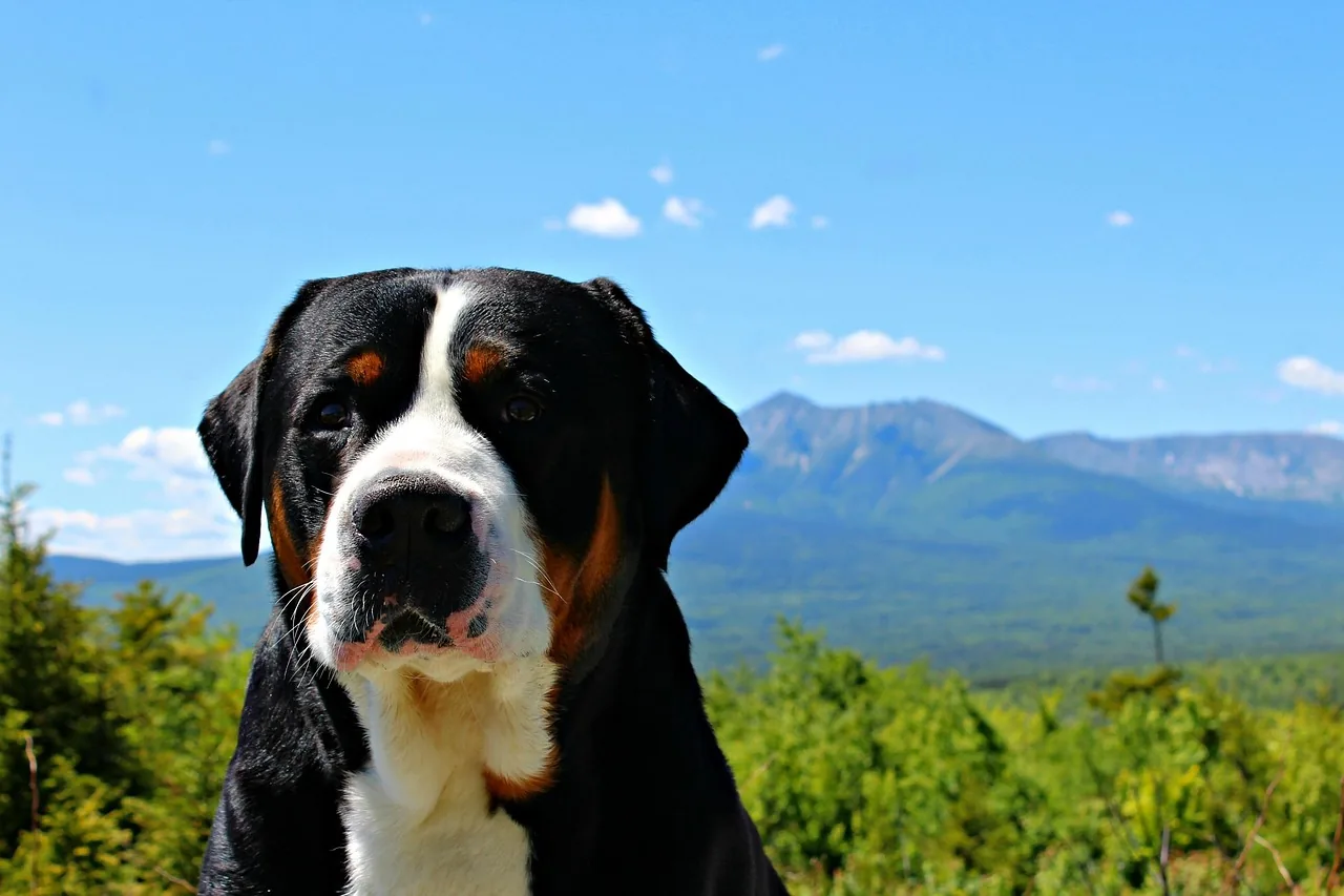 A Greater Swiss Mountain Dog