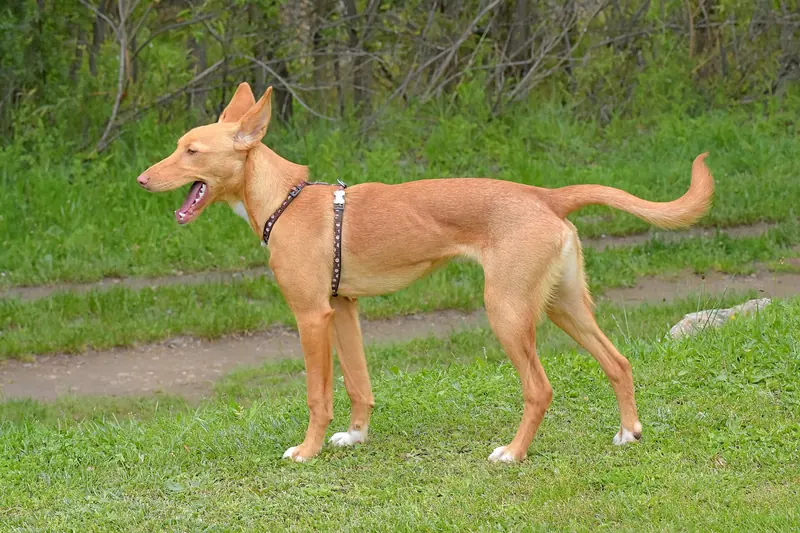 Ibizan Hound, photo 2