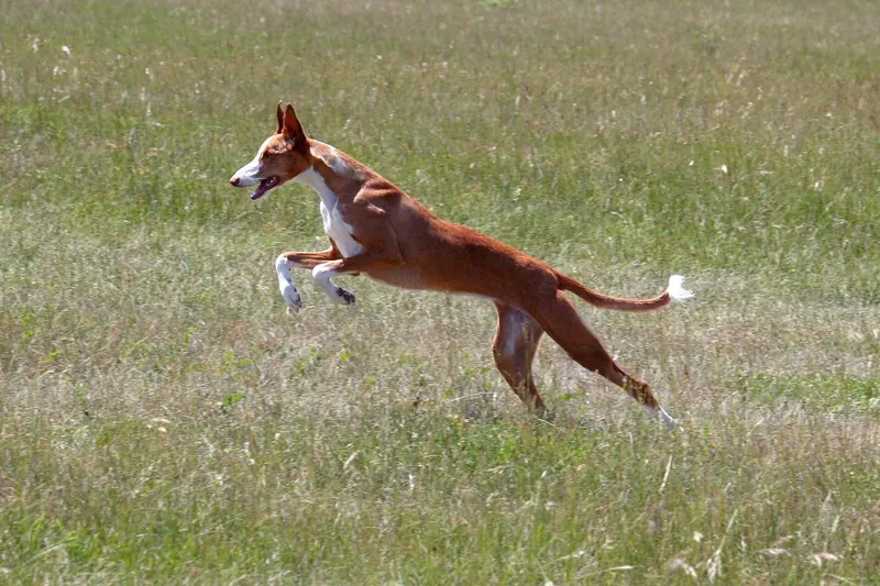 Ibizan Hound, photo 5