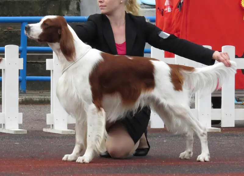 Irish Red and White Setter, photo 4