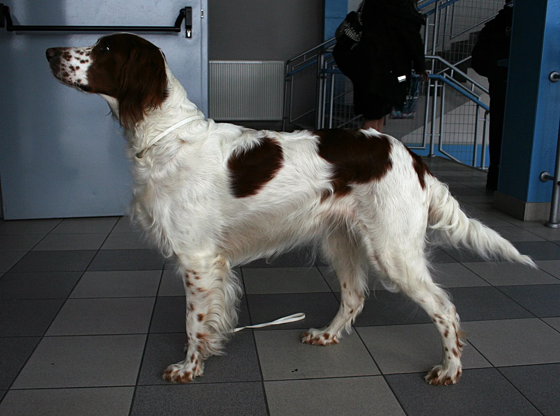 An Irish Red and White Setter