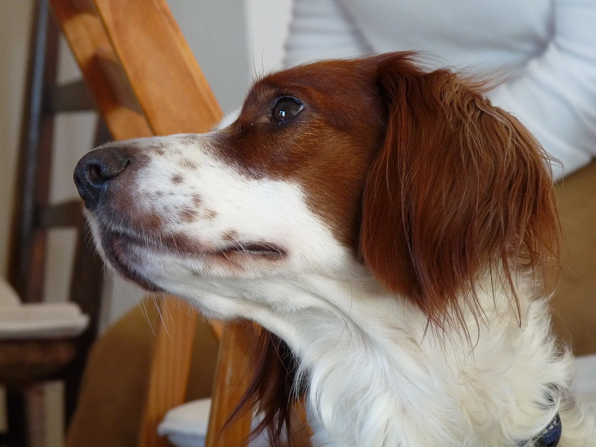 An Irish Red and White Setter