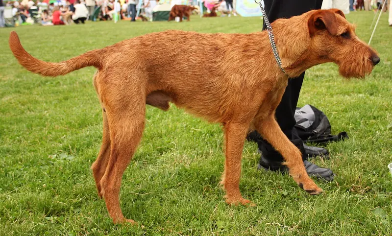 Irish Terrier, photo 2