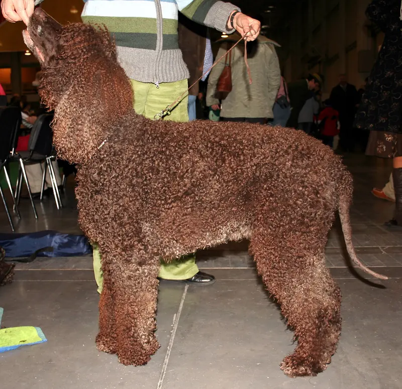 Irish Water Spaniel, photo 2