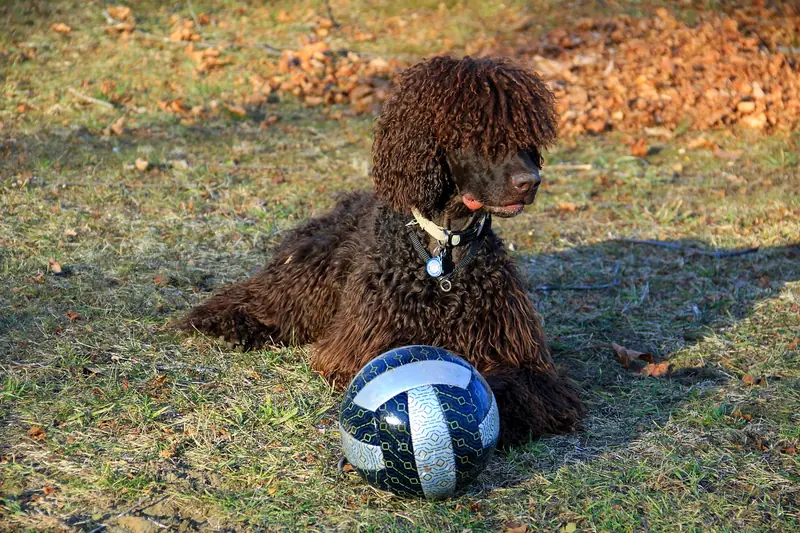 Irish Water Spaniel, photo 3