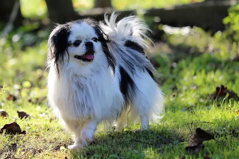 Japanese Chin, photo 3