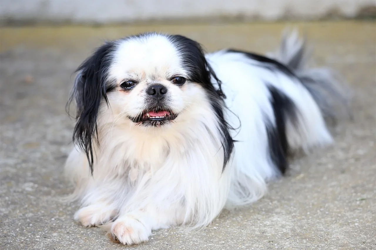 A Japanese Chin