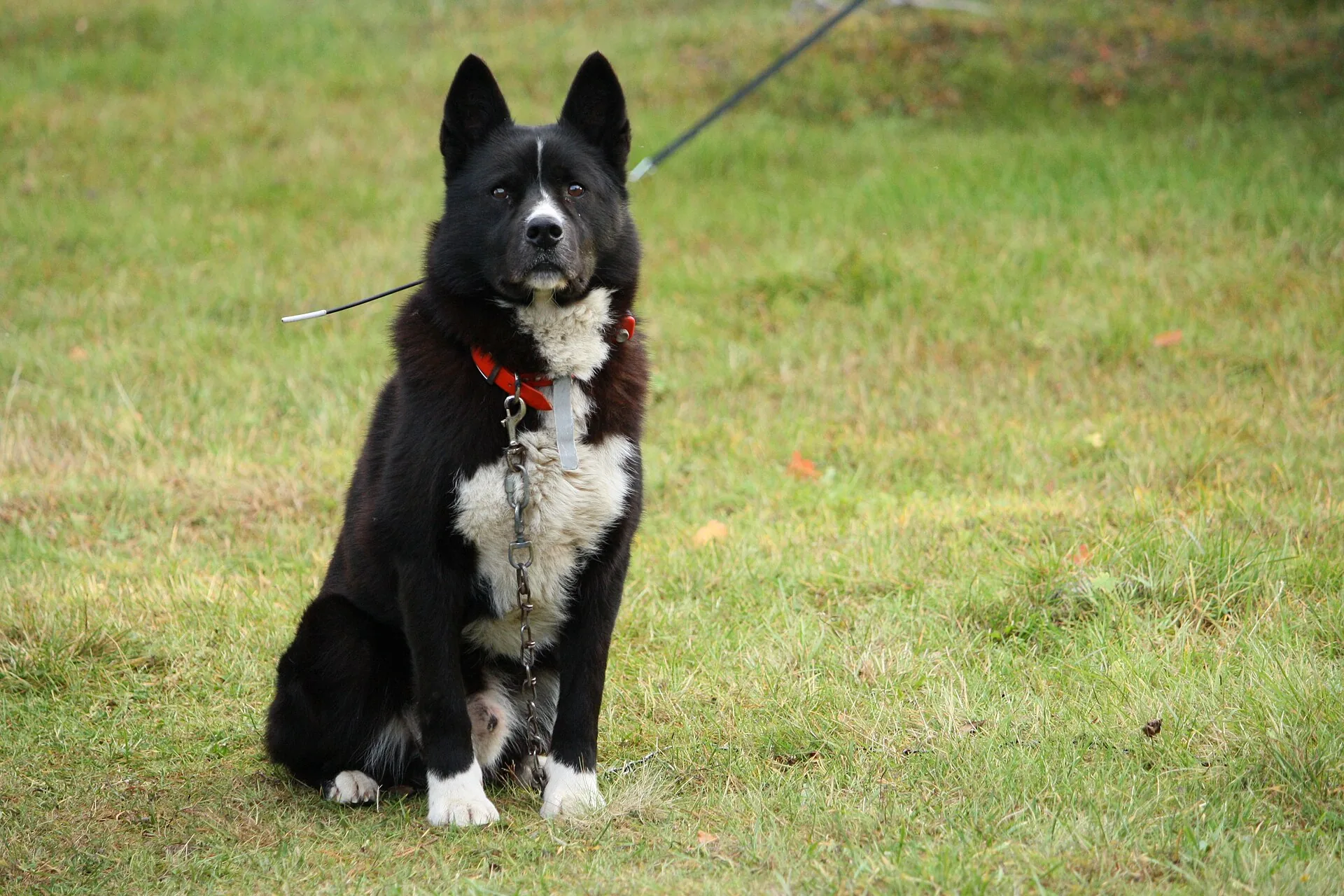 A Karelian Bear Dog