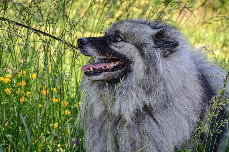 Keeshond, photo 3