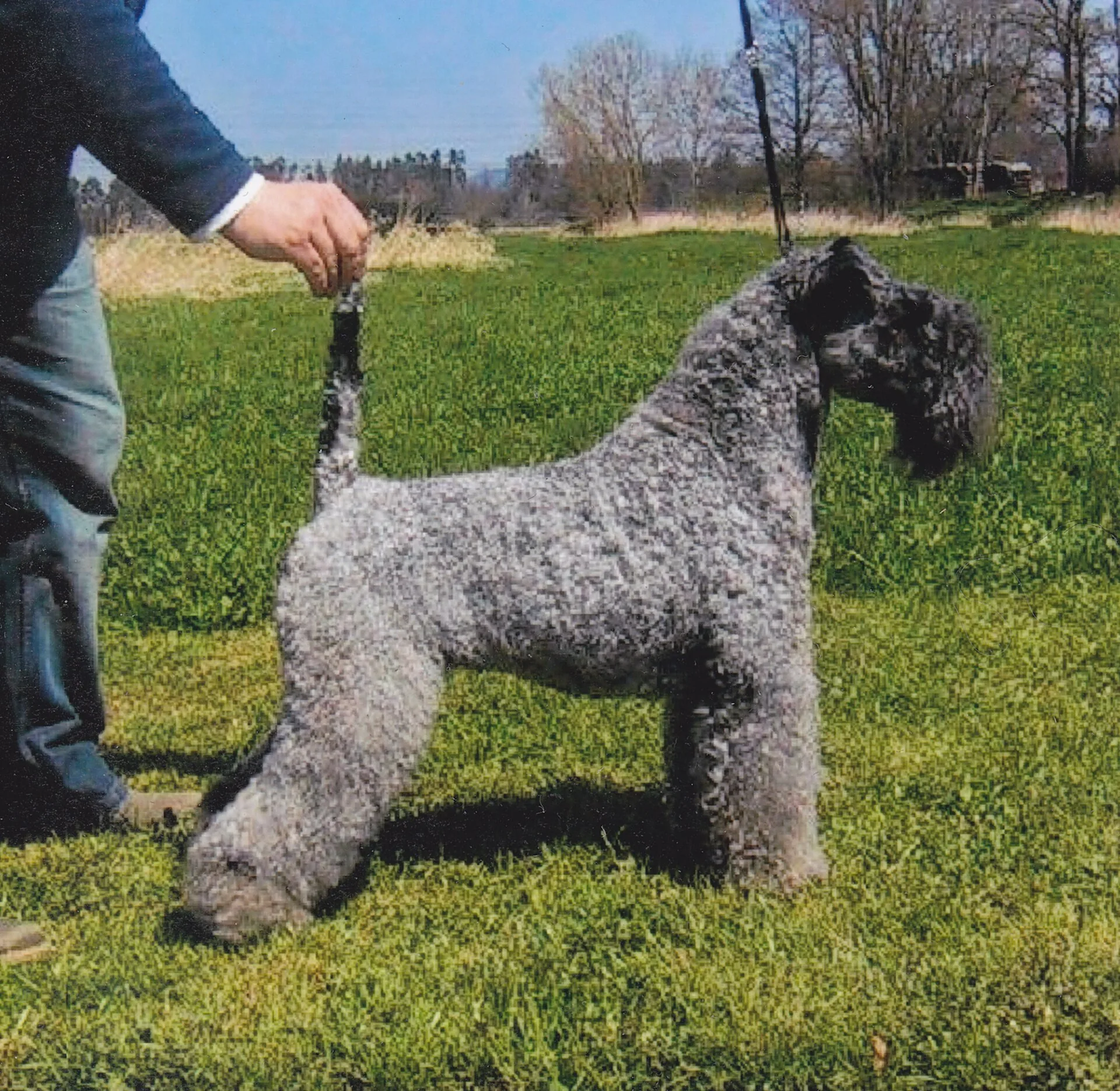 A Kerry Blue Terrier