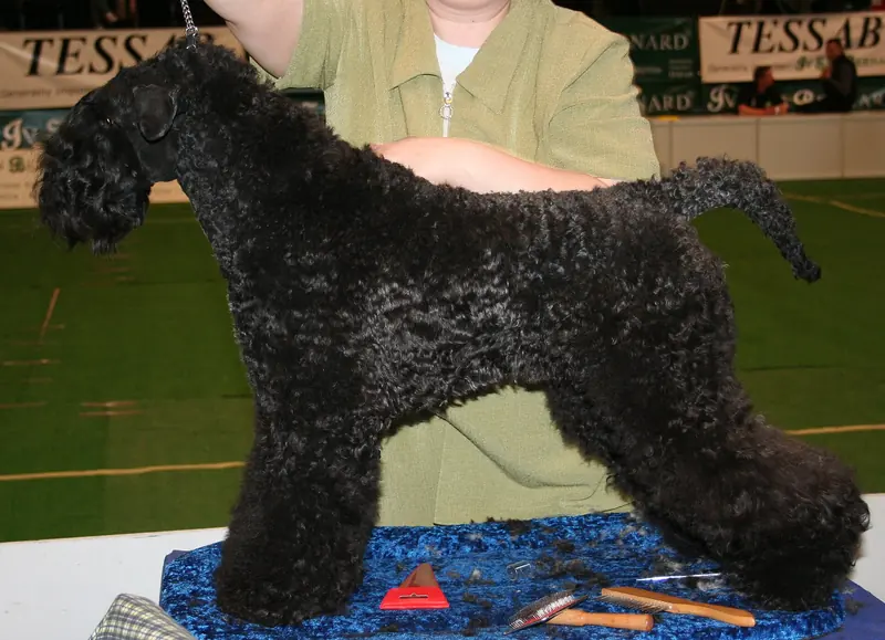 Kerry Blue Terrier, photo 4