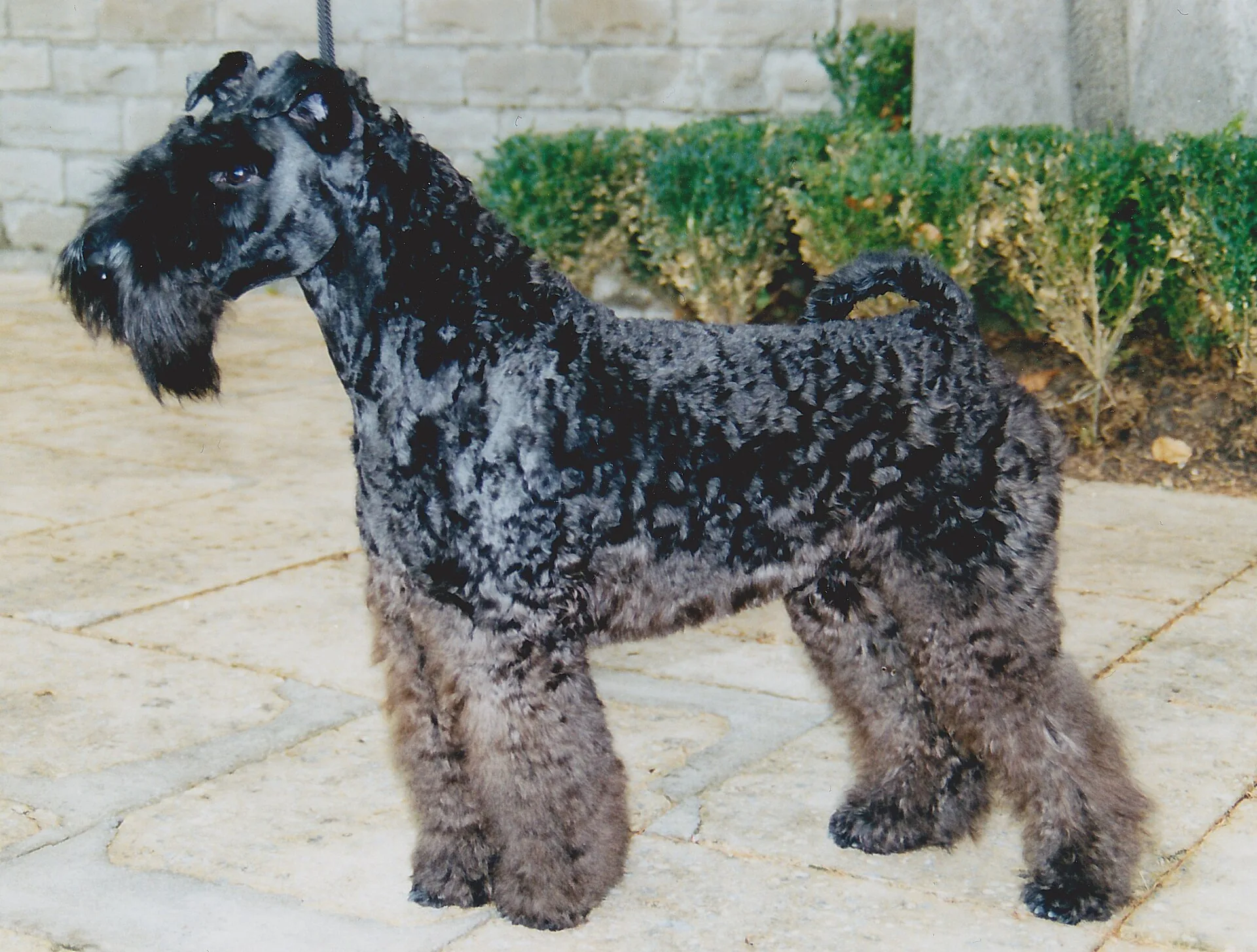 A Kerry Blue Terrier