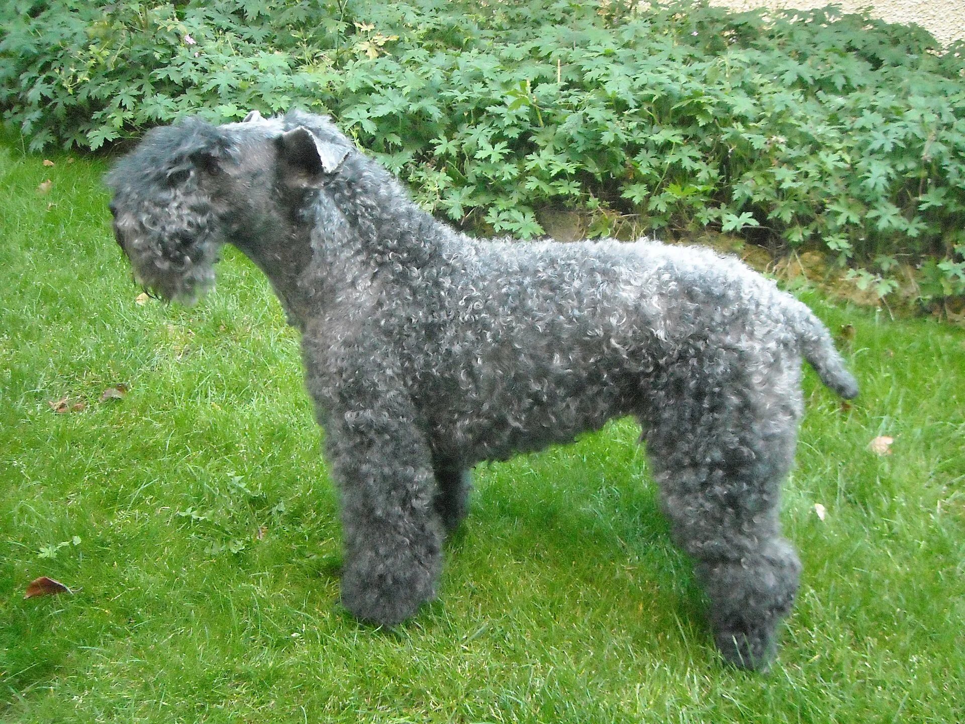 A Kerry Blue Terrier