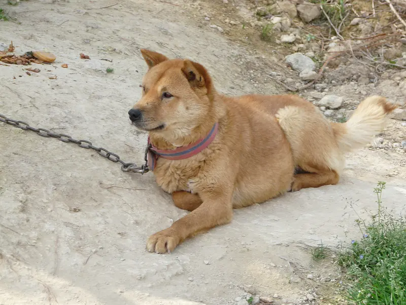 Korean Jindo, photo 3