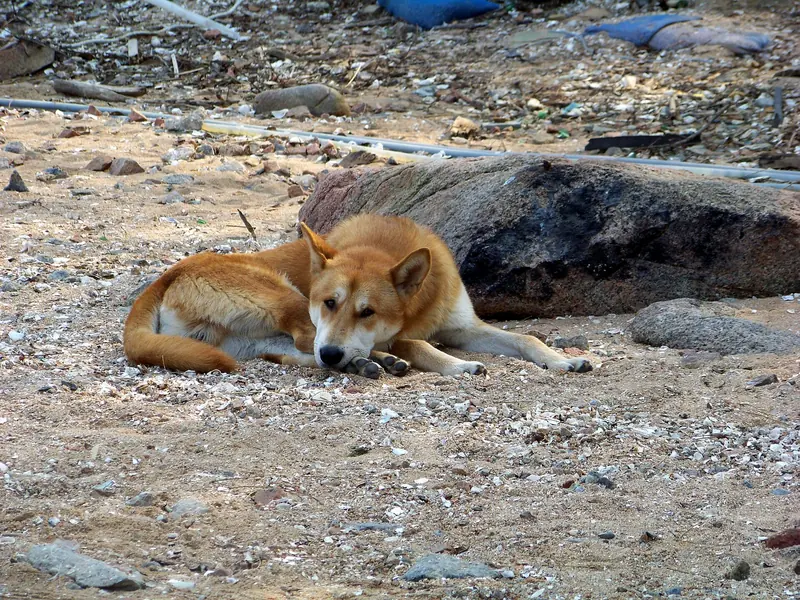 Korean Jindo, photo 2