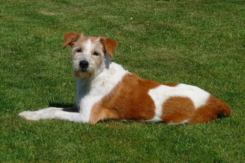 Kromfohrländer, photo 2