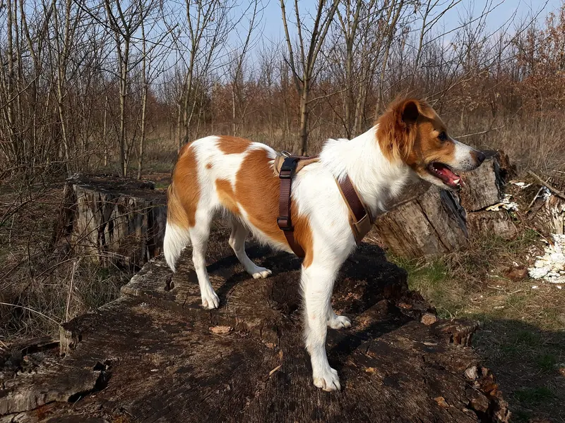 Kromfohrländer, photo 3