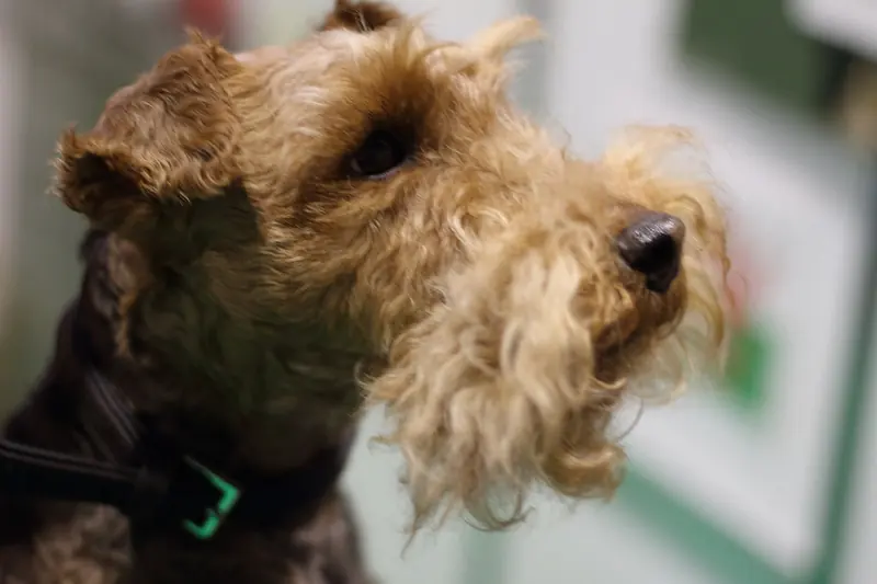 Lakeland Terrier, photo 2