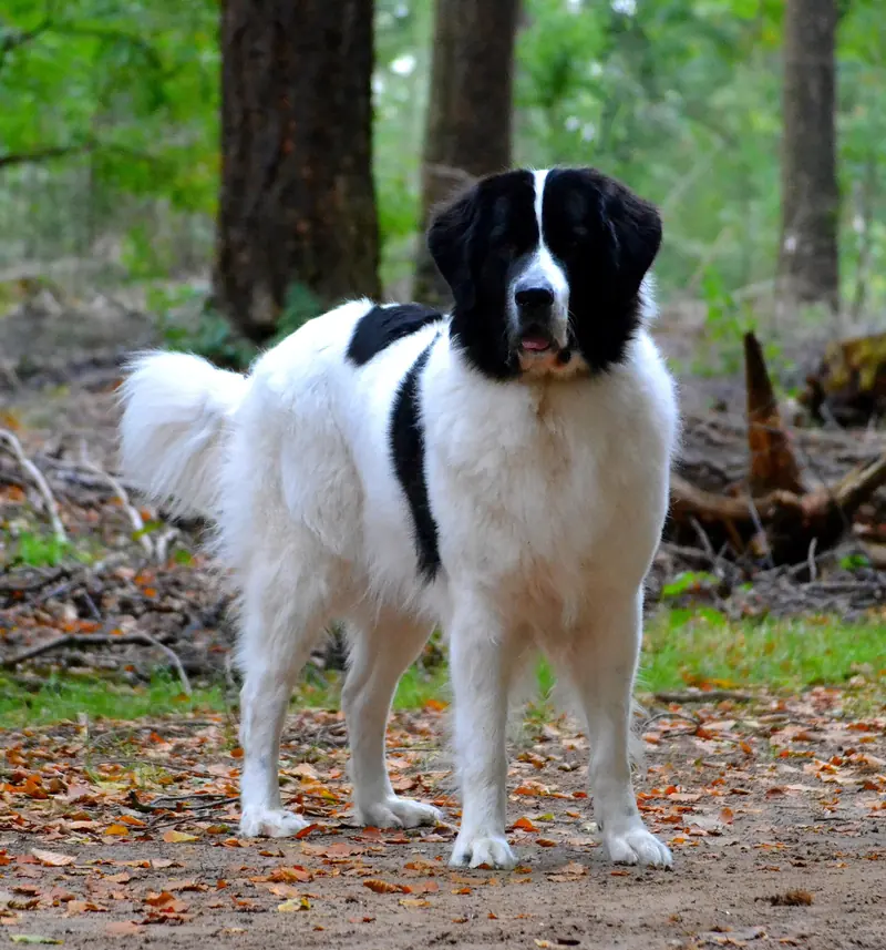 Landseer, photo 4