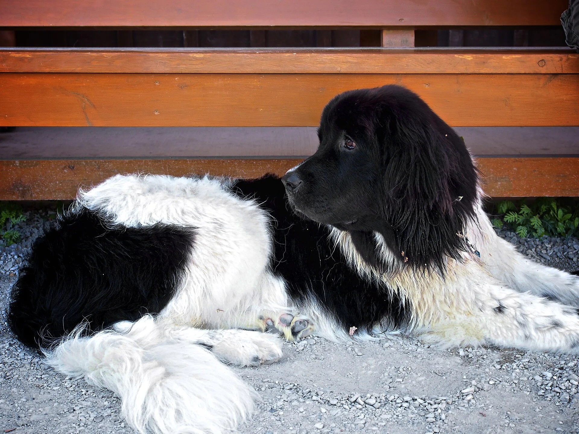 A Landseer