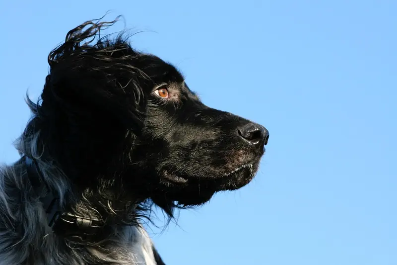 Large Münsterländer, photo 5