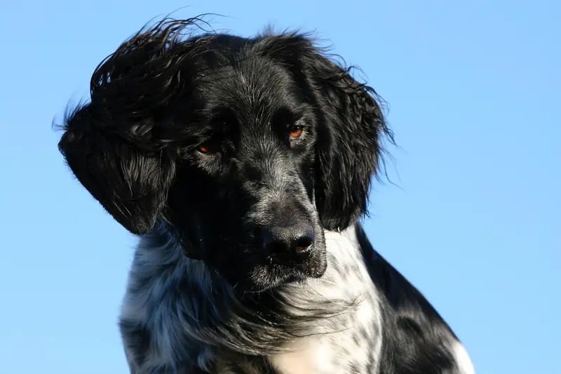 Large Münsterländer, photo 4