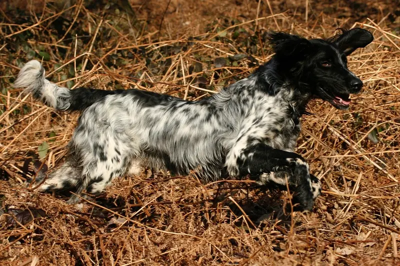 Large Münsterländer, photo 3