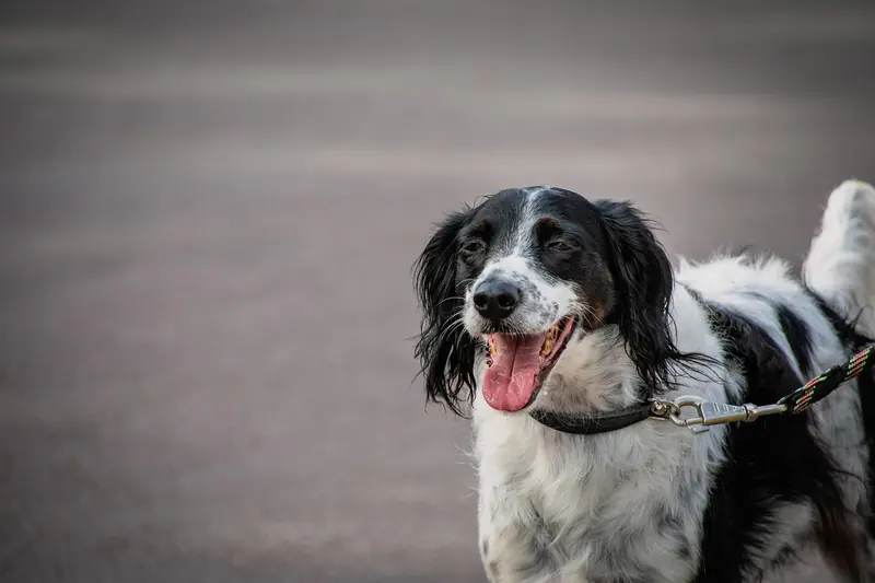 Large Münsterländer, photo 2