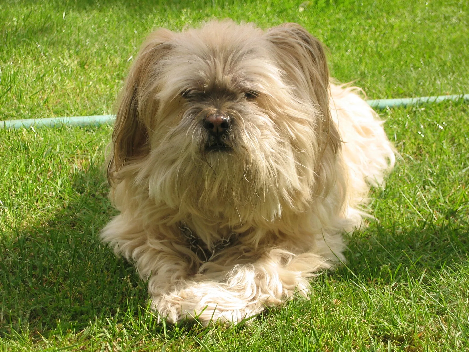 A Lhasa Apso