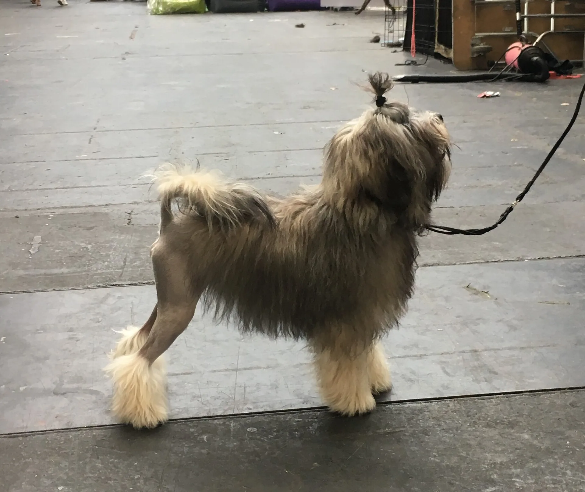 A Löwchen