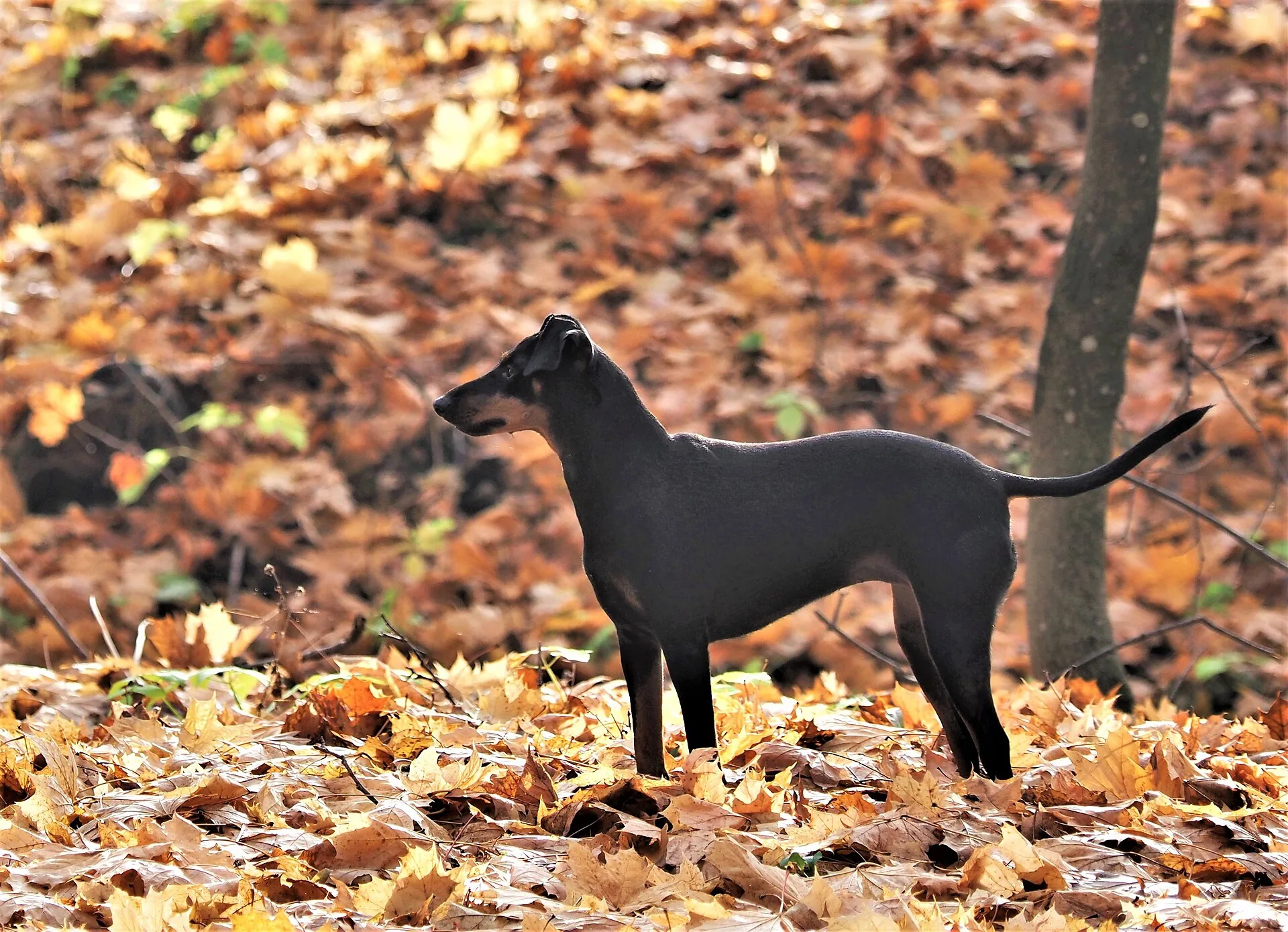A Manchester Terrier