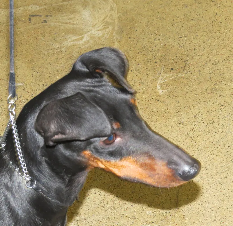 Manchester Terrier, photo 5