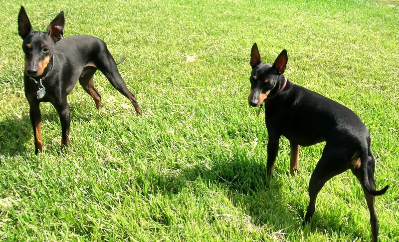 Manchester Terrier, photo 3