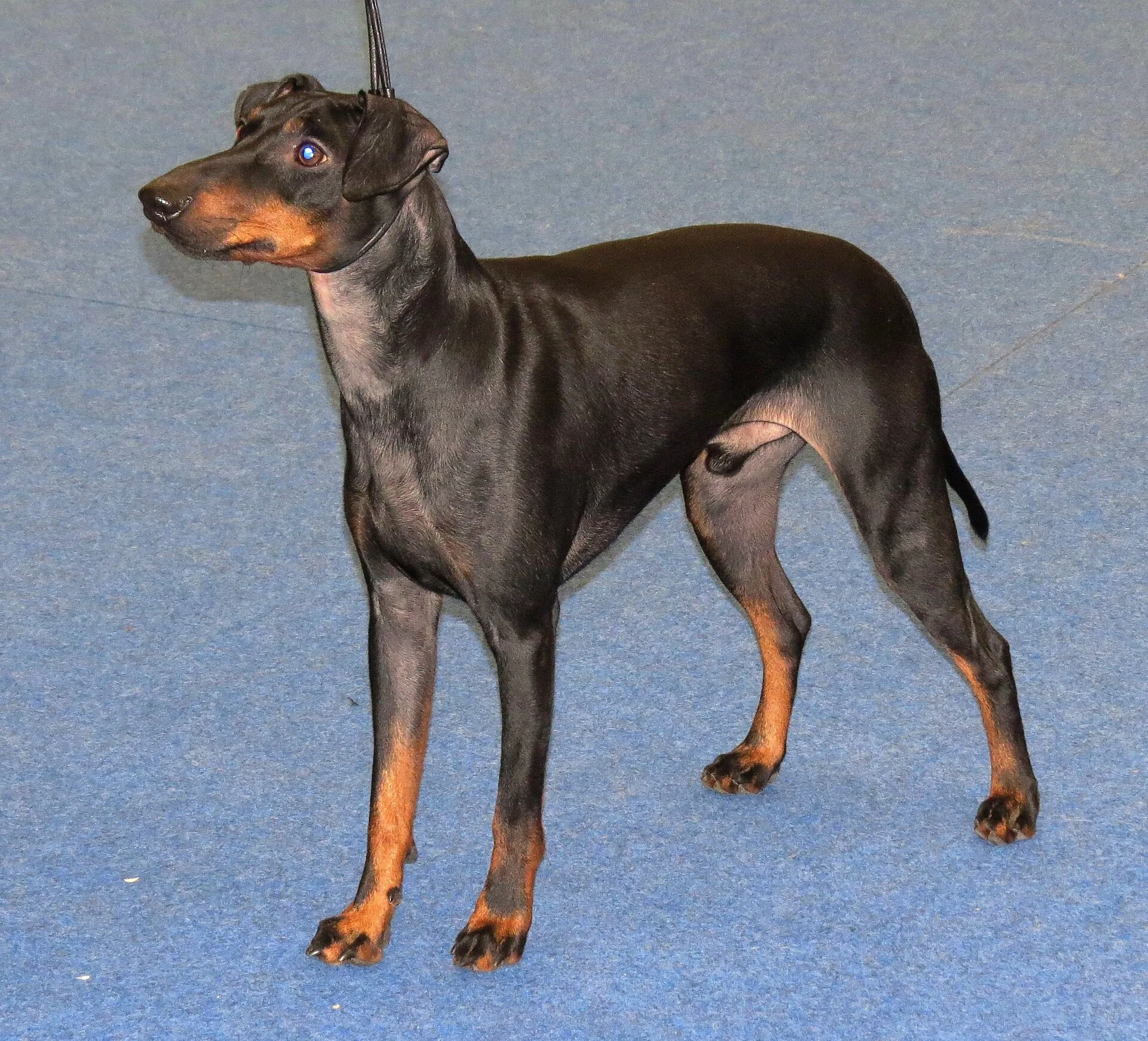 A Manchester Terrier