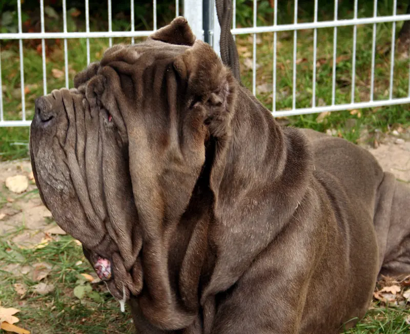 Neapolitan Mastiff, photo 2