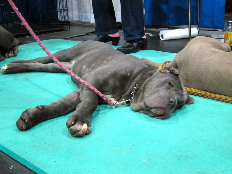 Neapolitan Mastiff, photo 3