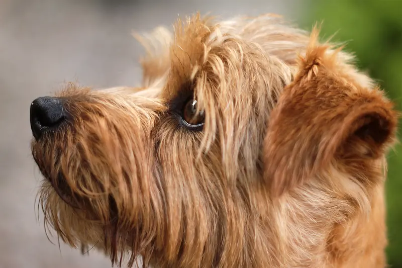 Norfolk Terrier, photo 2