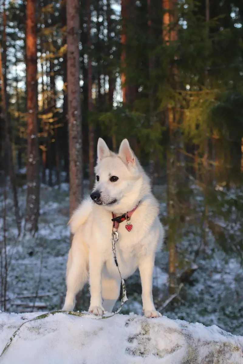 Norwegian Buhund, photo 4