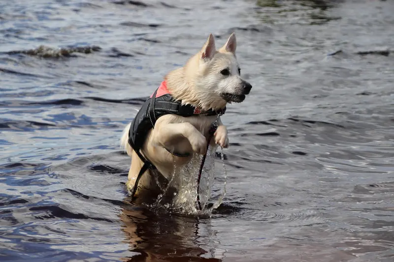 Norwegian Buhund, photo 3